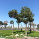 ۲۵۰۰ متر باغ ویلا باجواز ساخت مهرشهر چمن گلستانک