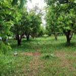 باغ سیب ۱۰۰۰ متر اول حیدرلو (جاده سلماس)