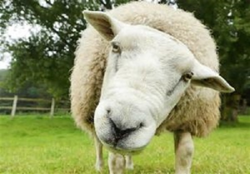 قیمت گوسفند