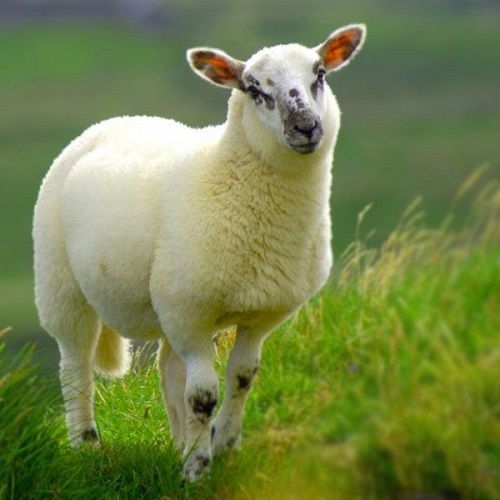 خرید گوسفند