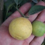 نهال درختچه لیمو ترش عمانی شیرازی