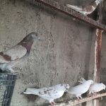 کبوتر فروشی