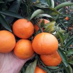 درخت نارنگی پیج فرانسوی پیوندی