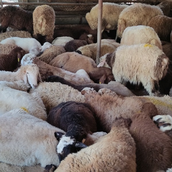 فروش گوسفند زنده بهداشتی تاییدیه دامپزشک شبانه روزی باقصاب