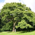 فروش نهال درخت پالونیا