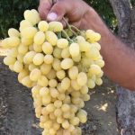 تولید و فروش بهترین انواع نهال میوه و زینتی در نهالستان