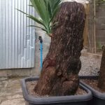 فروش درخت یوکا یک متری