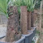 فروش درخت یوکا یک متری