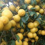 نهال درخت لیمو شیرین گلدانی