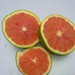 نهال پرتقال کاراکارا سطلی