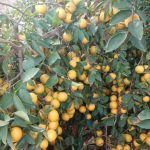 نهال درخت لیمو شیرین گلدانی