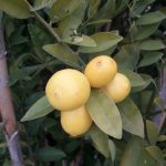 نهال لیمو ترش پیوندی شیرازی