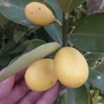 نهال لیمو ترش پیوندی شیرازی