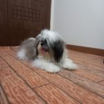 سگ شیتزو خالص مو بلند و جنسیت نر