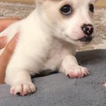 سگ خانگی – نژاد Chihuahua