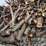 خرید انواع چوب درختان باغی