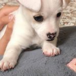 سگ خانگی – نژاد Chihuahua