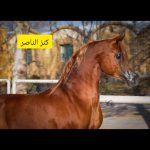 اسب نریان عرب مصری