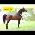 اسب نریان عرب مصری
