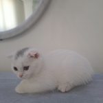 بچه گربه اسکاتیش فولد بلو و سفید