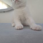 بچه گربه اسکاتیش فولد بلو و سفید