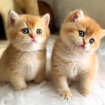 فروش تخصصی انواع نژاد بچه گربه اصیل/۰۹۳۹۱۰۰۵۴۸۴