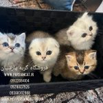 مرکز خرید و فروش گربه در تهران|خریدگربه بریتیش چین چیلا