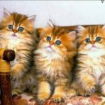 فروش تخصصی انواع نژاد بچه گربه اصیل/۰۹۳۹۱۰۰۵۴۸۴