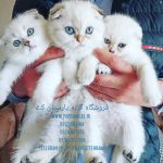 خرید گربه بریتیش|۰۹۱۲۲۰۸۴۱۰۴|مرکز خرید گربه خانگی در تهران