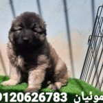 فروش تخصصی انواع سگ قفقازی شاه پسند