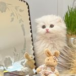 فروش گربه اسکاتیش/گربه وارداتی/بچه گربه اشرافی/۰۹۱۲۳۴۴۱۲۳۹