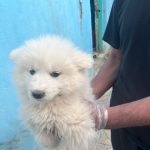 فروش توله سگ سامویید ماده دو ماهه