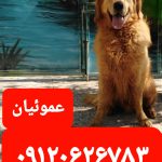 آگهی فروش سگ گلدن رتریور وارداتی  (سگ پرستار)