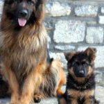 فروش سگ ژرمن شپرد اصیل با آموزش حرفه ای