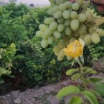 باغ میوه منجیل آباد