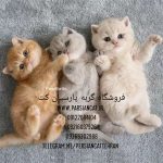 مرکزخریدگربه خانگی|خرید گربه|فروش گربه|گربه خانگی|پارسیان کت|۰۹۱۲۲۰۸۴۱۰۴