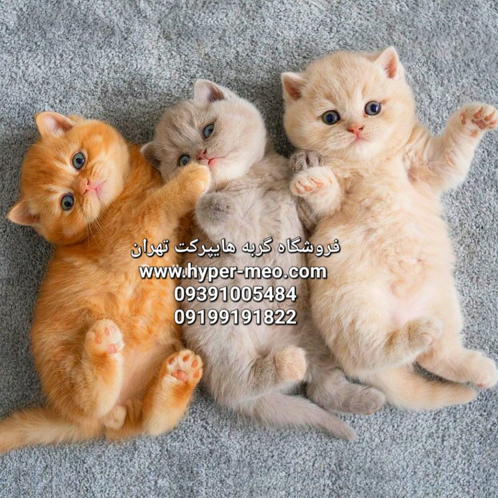 فروشگاه گربه هایپرکت تهران ۰۹۳۹۱۰۰۵۴۸۴