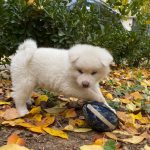 توله سگ آکیتا ژاپنی اصیل سفید