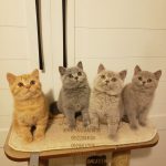 گربه|خریدگربه خانگی|گربه اسکاتیش|گربه بریتیش