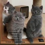 مرکزخریدگربه خانگی|خرید گربه|فروش گربه|گربه خانگی|پارسیان کت|۰۹۱۲۲۰۸۴۱۰۴