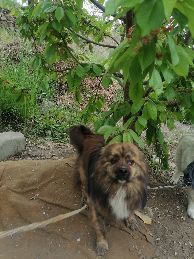 سگ نژاد اسپایل تبتی