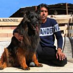 فروش سگ ژرمن شپهرد در سعادت آباد | پانسیون سگ آریا کنل