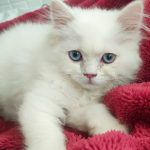 گربه پرشین سفید چشم آبی